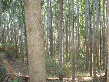 imagem 3 - Rural - Sitio imagem 3 - Rural - Sitio