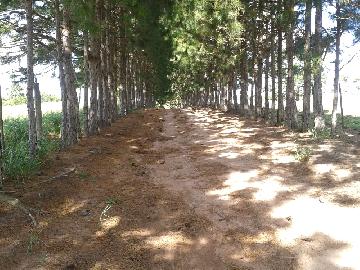 imagem 4 - Rural - Sitio imagem 4 - Rural - Sitio