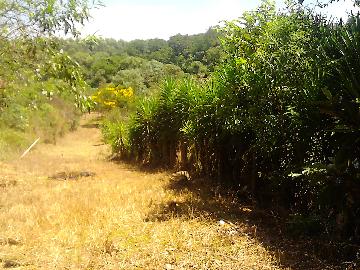 Alugar Rural / Rancho em Itapetininga apenas R$ 800,00 - Foto 20 Alugar Rural / Rancho em Itapetininga apenas R$ 800,00 - Foto 20